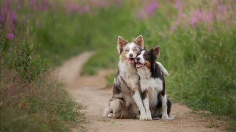 wie oft ejakulieren hunde